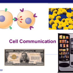 Ap bio cell communication quiz