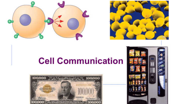 Ap bio cell communication quiz