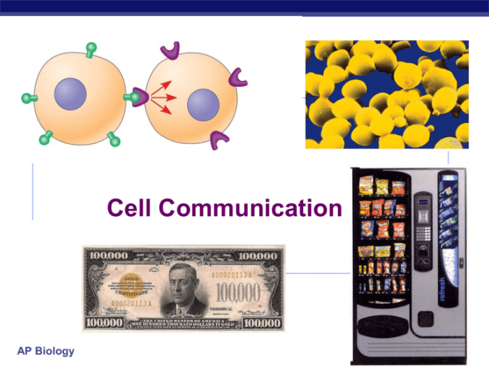 Ap bio cell communication quiz