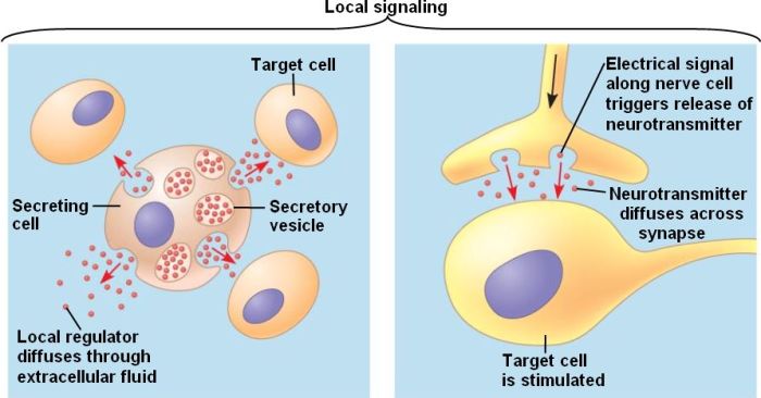 Ap bio cell communication quiz