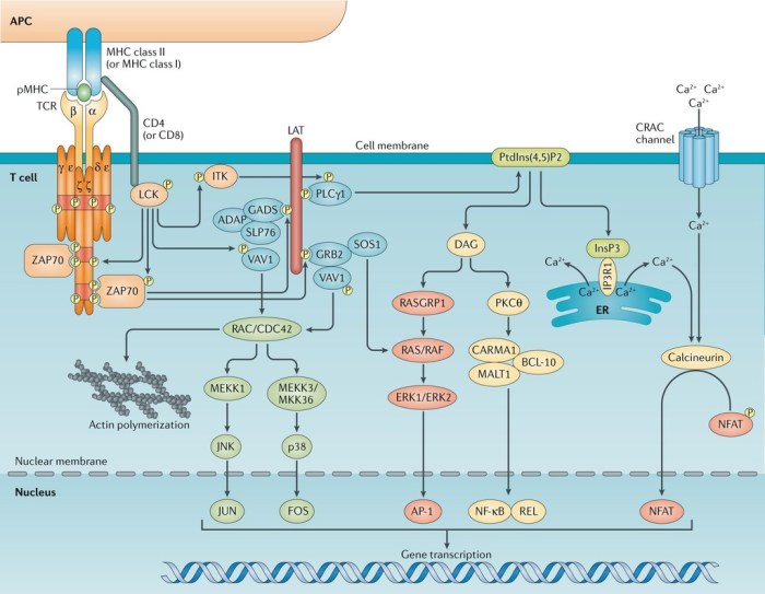 Ap bio cell communication quiz