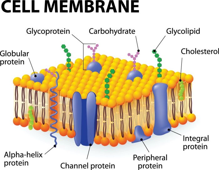 Ap bio cell communication quiz