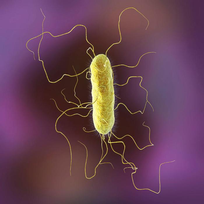 The chemoheterotroph proteus vulgaris is a rod-shaped bacterium classified with