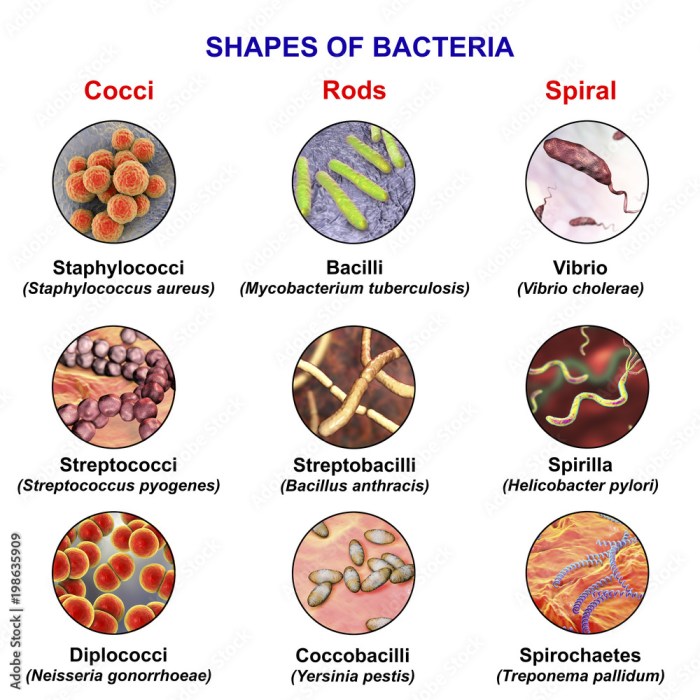 Proteus bacterium vulgaris tem sciencephoto