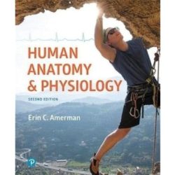 Human anatomy and physiology erin amerman 2nd edition