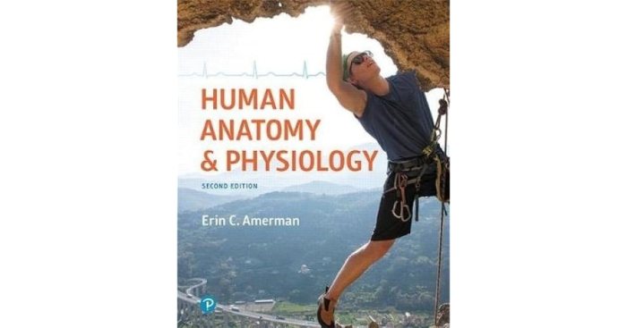 Human anatomy and physiology erin amerman 2nd edition