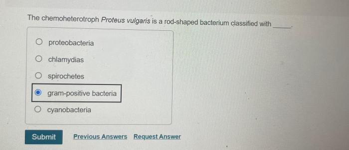 The chemoheterotroph proteus vulgaris is a rod-shaped bacterium classified with