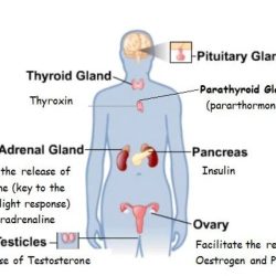 Endocrine system hormone case study analysis answer key